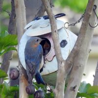 Bluebird_Joyce_Sims