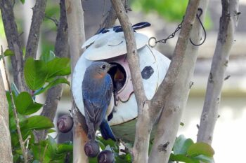 Bluebird_Joyce_Sims