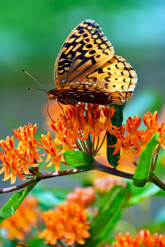 Pandapas Pond photo wins contest 2