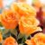 amem_orange-roses
