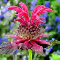 SimsFlower