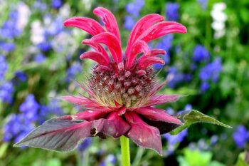 SimsFlower