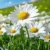amem_daisies