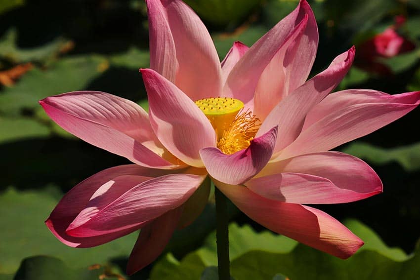 Colorful car, flower photos win contests 4