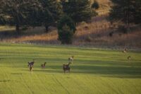 deer-herd