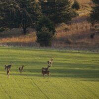 deer-herd