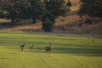 deer-herd