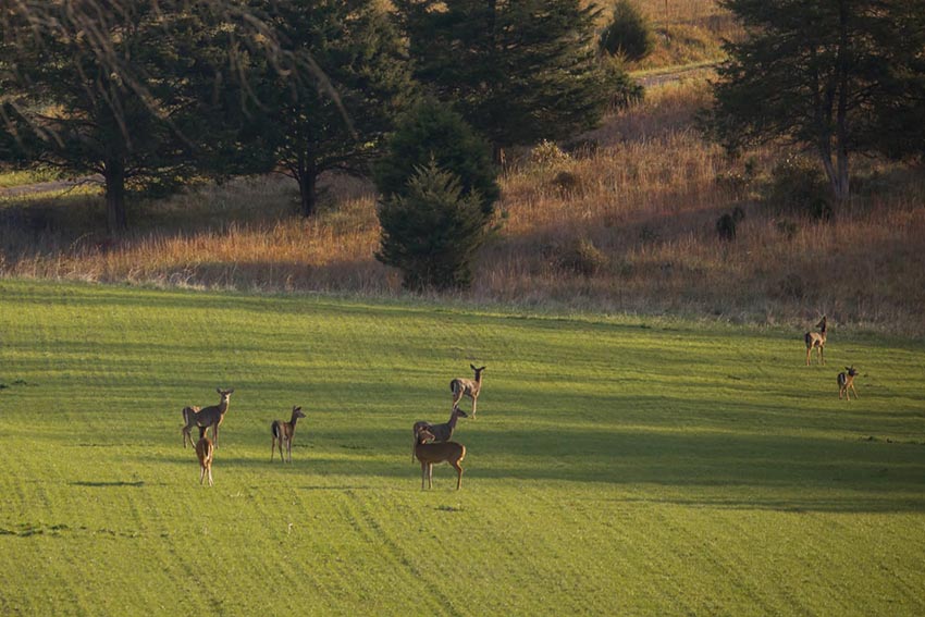 Virginia Needs Deer Hunters! 2