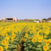 sunflower-field