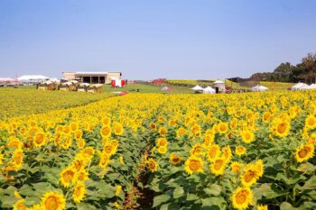 sunflower-field