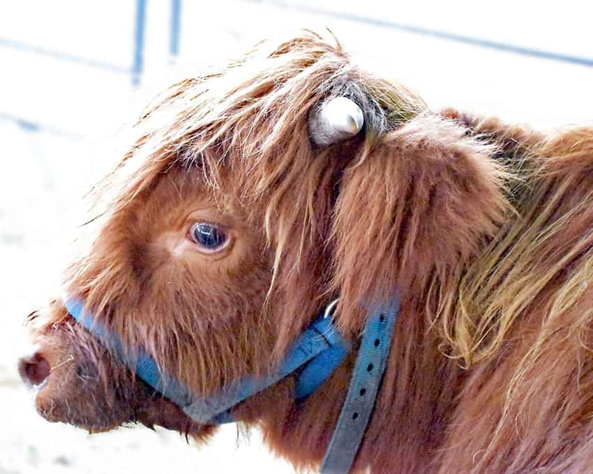 Cow, butterfly photos win contests 4