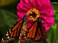 PackButterflies