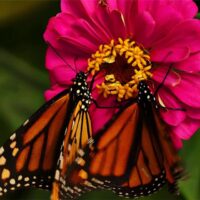 PackButterflies