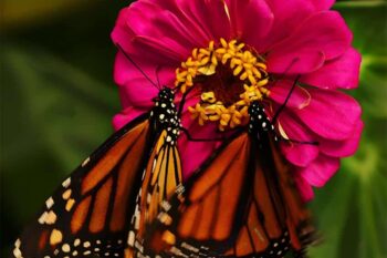 PackButterflies