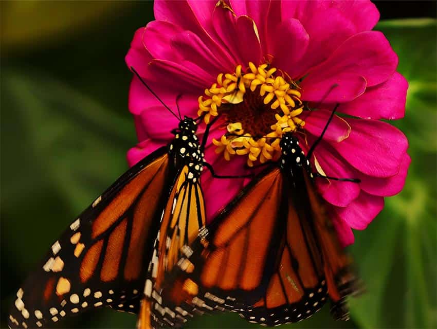 Cow, butterfly photos win contests 4 Cow, butterfly photos win contests 3