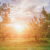 amem_bright-meadow
