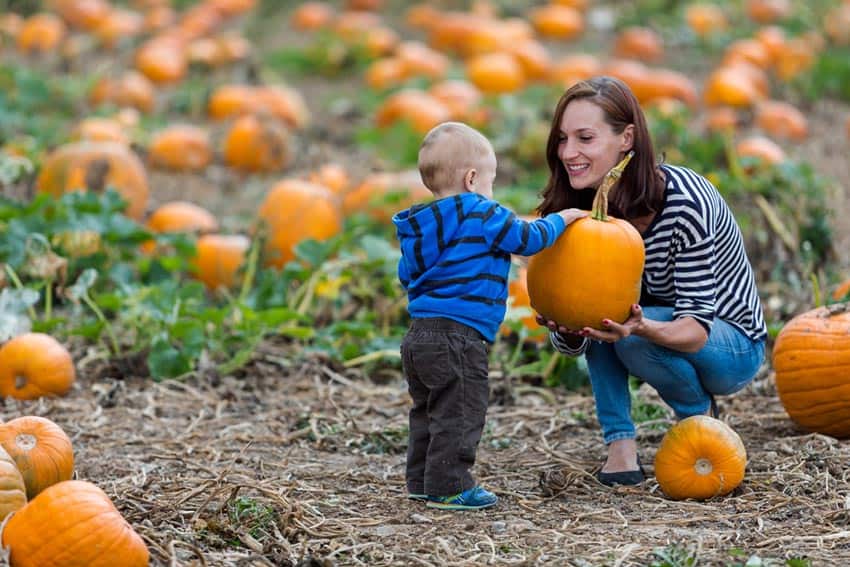 Pumpkin Festival Opens with Wine Festival 3
