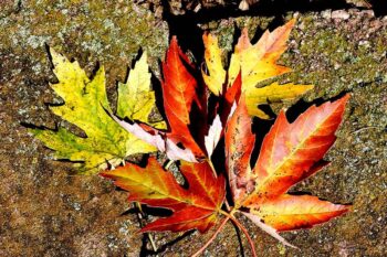 J_Sims-Leaves
