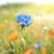 amem_blue-aster